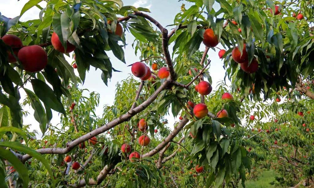 ΥπΑΑΤ: Πιστώθηκαν άμεσες ενισχύσεις 104,39 εκατ. ευρώ σε 63.588 δικαιούχους